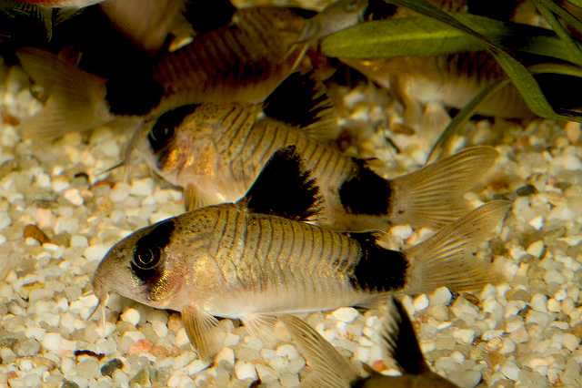 FH_090516_7771.jpg - Corydoras panda