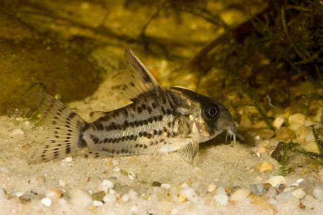 FH_090516_7820.jpg - Corydoras