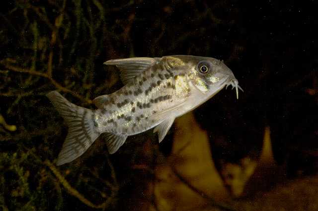 FH_090516_7822.jpg - Corydoras