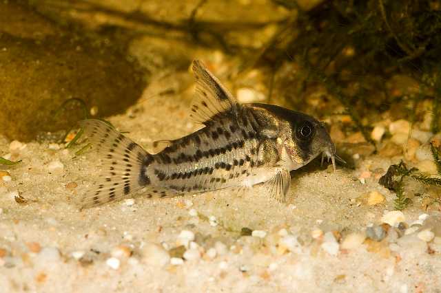 FH_090516_7823.jpg - Corydoras