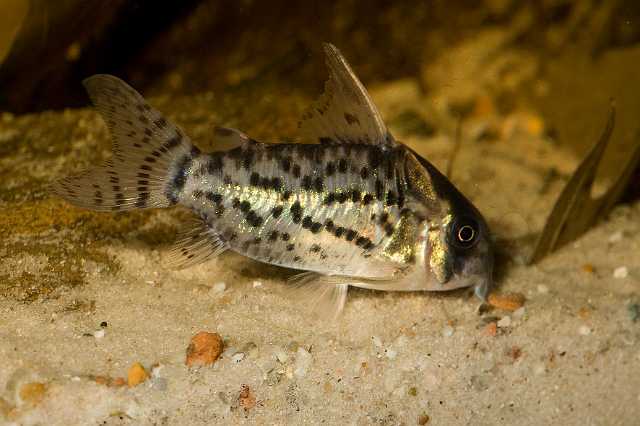 FH_090516_7824.jpg - Corydoras