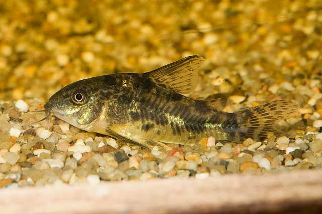 FH_090516_7825.jpg - Corydoras paleatus