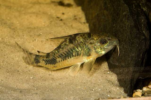 FH_090516_7829.jpg - Corydoras paleatus