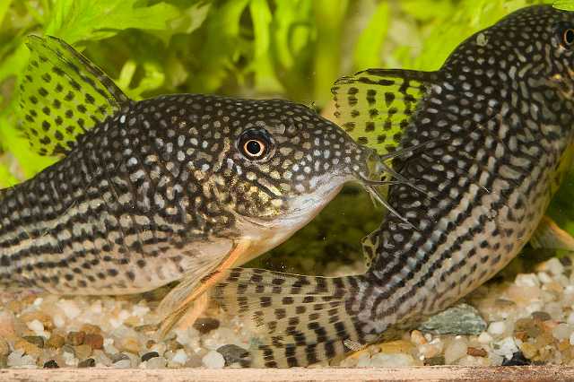 FH_090516_7832.jpg - Corydoras