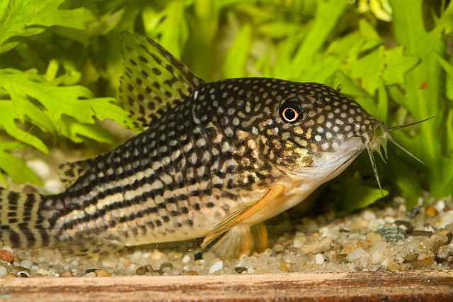 FH_090516_7836.jpg - Corydoras sterbai