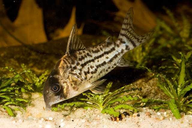 FH_090516_7923.jpg - Corydoras delphax