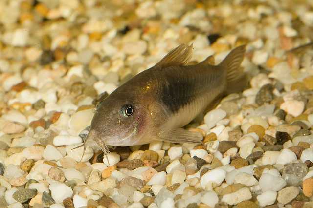 FH_090621_8629.jpg - Corydoras aeneus