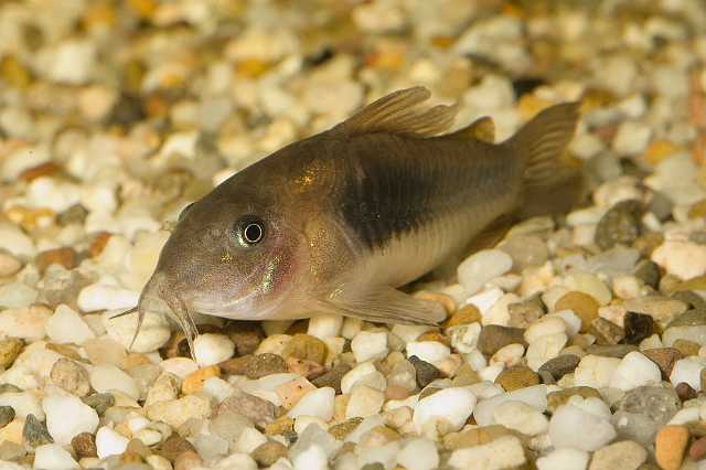 FH_090621_8630.jpg - Corydoras aeneus