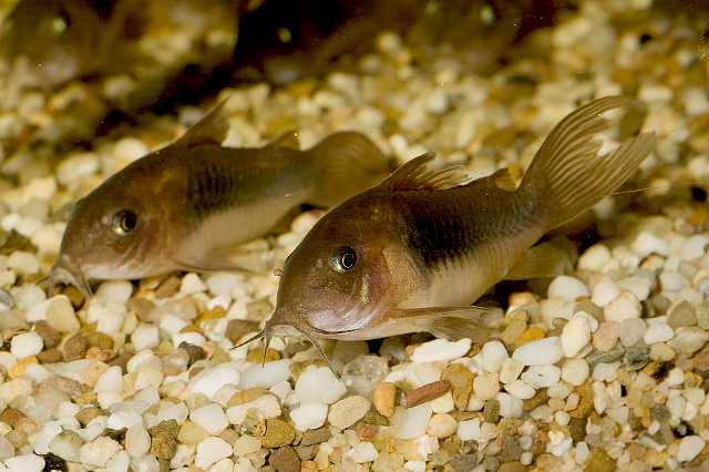 FH_090621_8651.jpg - Corydoras aeneus