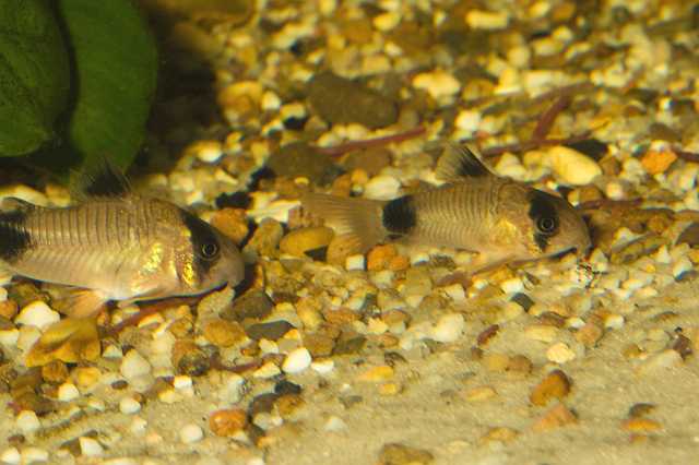 FH_090926_9203.jpg - Corydoras panda