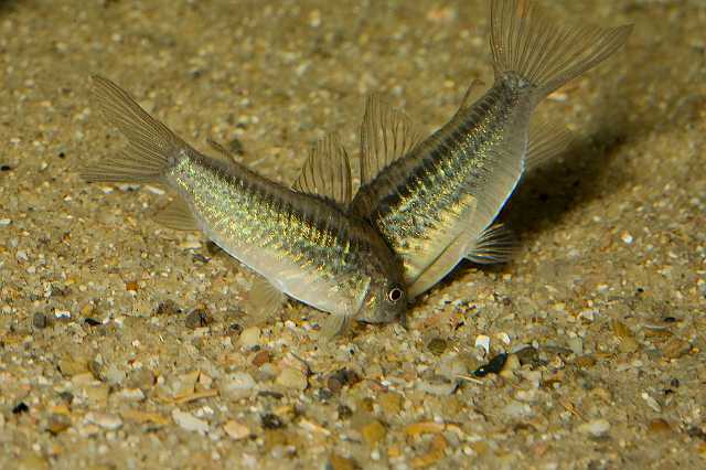 FH_090926_9232.jpg - Corydoras elegans