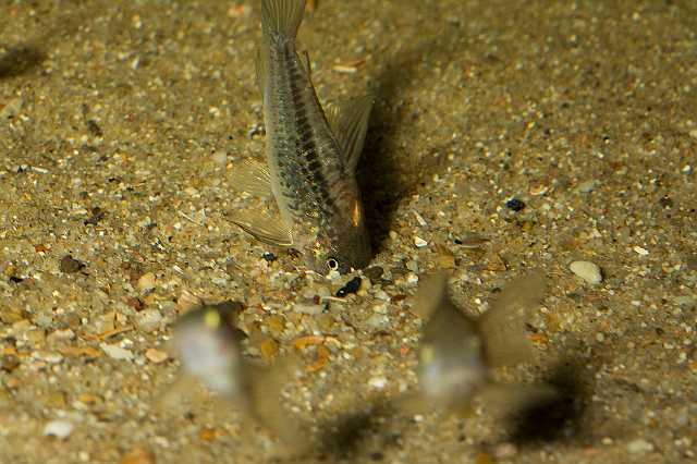 FH_090926_9234.jpg - Corydoras elegans