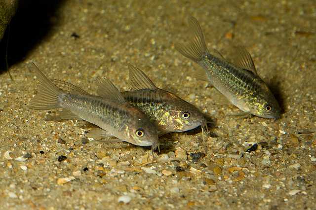 FH_090926_9235.jpg - Corydoras elegans