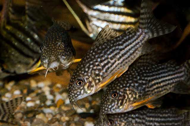 FH_101003_14901.jpg - Corydoras sterbai