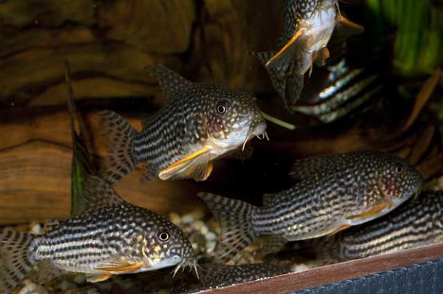 FH_101003_14902.jpg - Corydoras sterbai