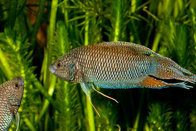 FH_090621_8624.jpg - Macropodus opercularis concolor - zwarte labyrintvis - paradijsvis