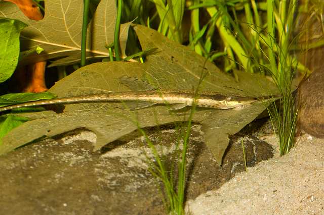 FH_080920_6291.jpg - Farlowella acus