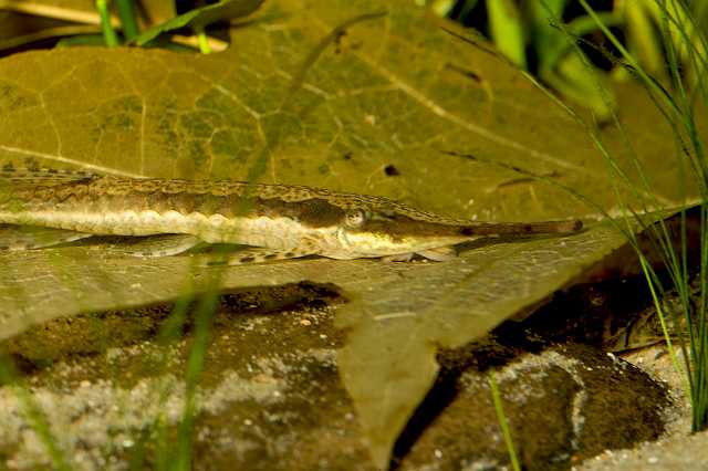 FH_080920_6292.jpg - Farlowella acus