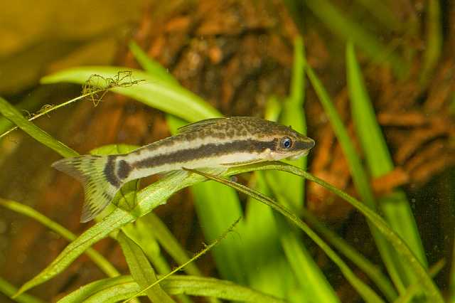 FH_080920_6324.jpg - Otocinclus affinis