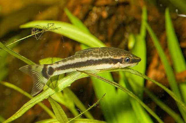 FH_080920_6325.jpg - Otocinclus affinis