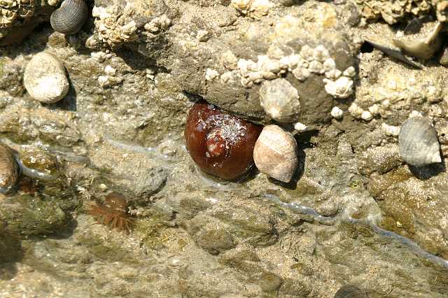 FH_NZ_0002(paardenanemoon-droog).jpg - Actinia equina (Paardenanemoon)