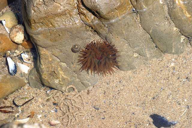 FH_NZ_0003(paardenanemoon).jpg - Actinia equina (Paardenanemoon)