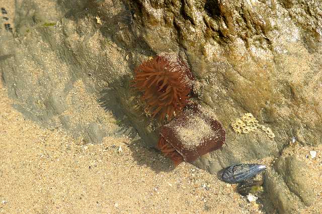 FH_NZ_0004(paardenanemoon).jpg - Actinia equina (Paardenanemoon)