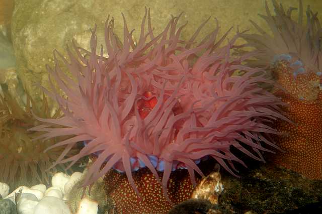 FH_NZ_2577.jpg - Actinia equina (Paardenanemoon)