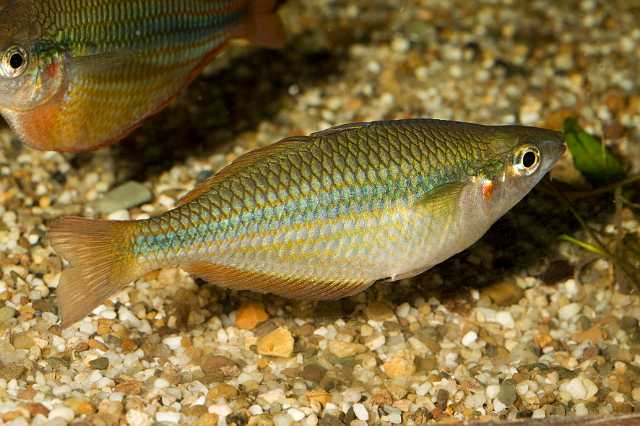 FH_090926_9213.jpg - Melanotaenia trifasciata "Running Creek"