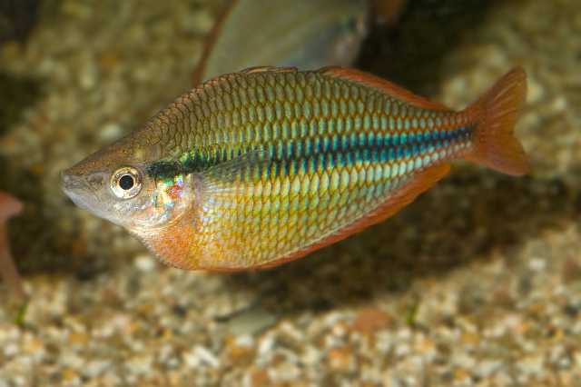 FH_090926_9241.jpg - Melanotaenia trifasciata "Running Creek"