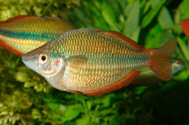 FH_RB_0003.jpg - Melanotaenia trifasciata