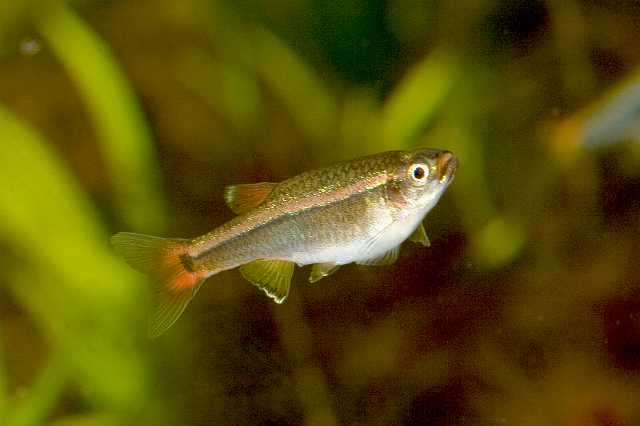 FH_080920_6301.jpg - Tanichthys albonubes - Chinese danio