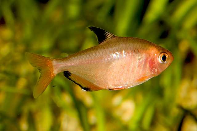 FH_080920_6317.jpg - Hyphessobrycon callistus - rode minor