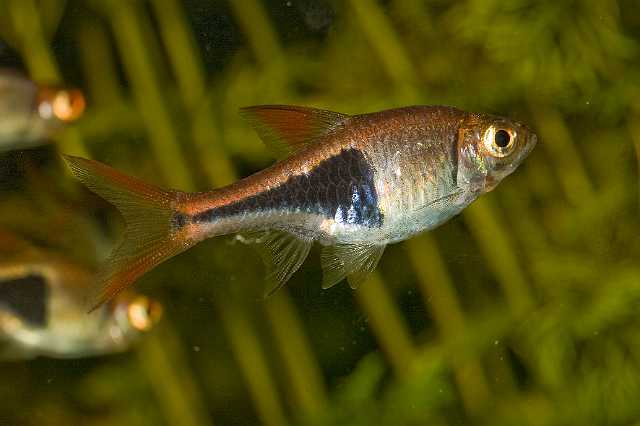 FH_081110_6852.jpg - Rasbora heteromorpha, kegelvlekbarbeel