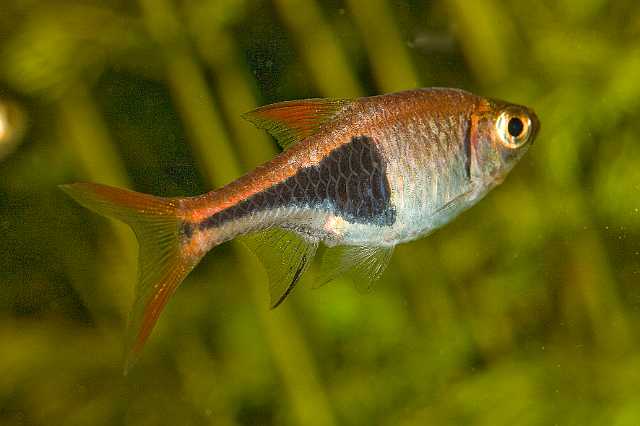 FH_081110_6853.jpg - Rasbora heteromorpha, kegelvlekbarbeel