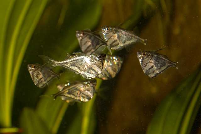 FH_081110_6983.jpg - Carnegiella strigata fasciata, Bijlzalm