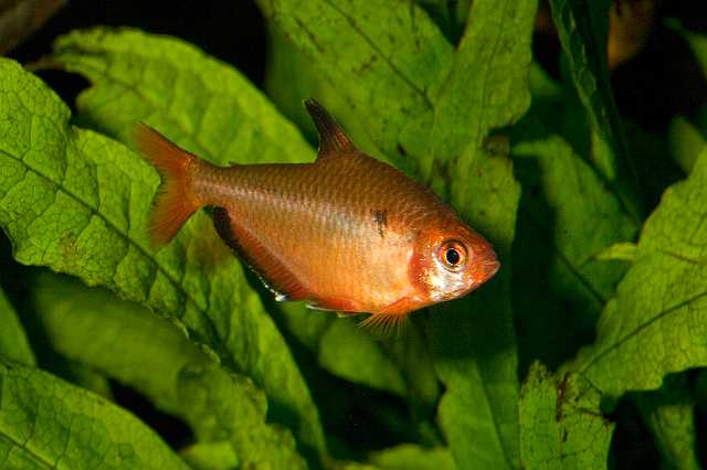 FH_081110_7032.jpg - Hyphessobrycon callistus, rode minor