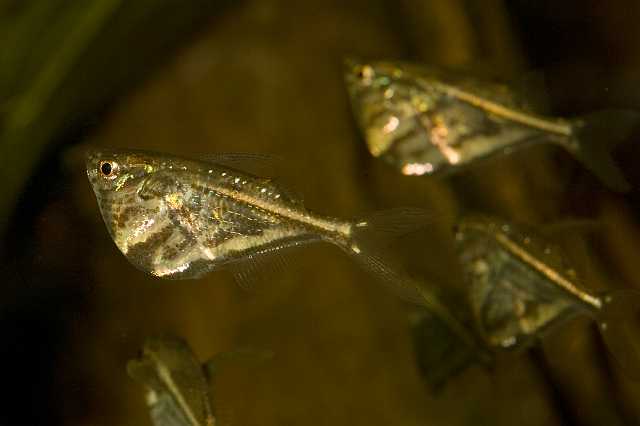 FH_081110_7054.jpg - Carnegiella strigata fasciata, Bijlzalm