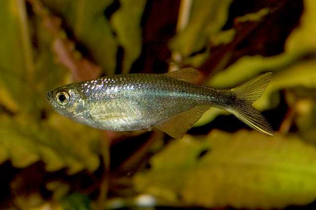 FH_090516_7781.jpg - Corinopoma riisei (dwerg drakenvinzalm) (female)