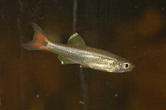 FH_090516_7827.jpg - Tanichthys albonubes (Chinese danio)