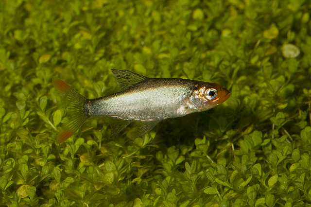 FH_090516_7905.jpg - Sabwa resplendens (Naakte rasbora)