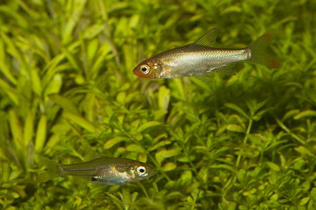 FH_090516_7915.jpg - Sabwa resplendens (Naakte rasbora)