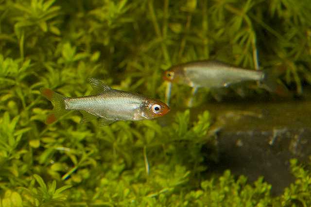 FH_090516_7918.jpg - Sabwa resplendens (Naakte rasbora)