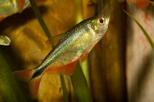 FH_090516_7920.jpg - Hemigrammus caudovittatus (Ruitenvlekzalm)