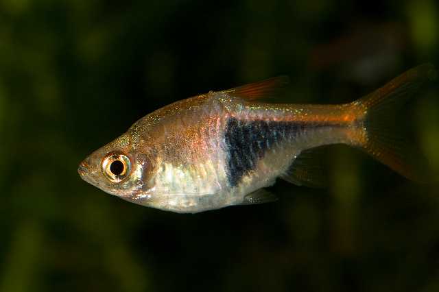 FH_090621_8640.jpg - Rasbora heteromorpha - kegelvlekbarbeel