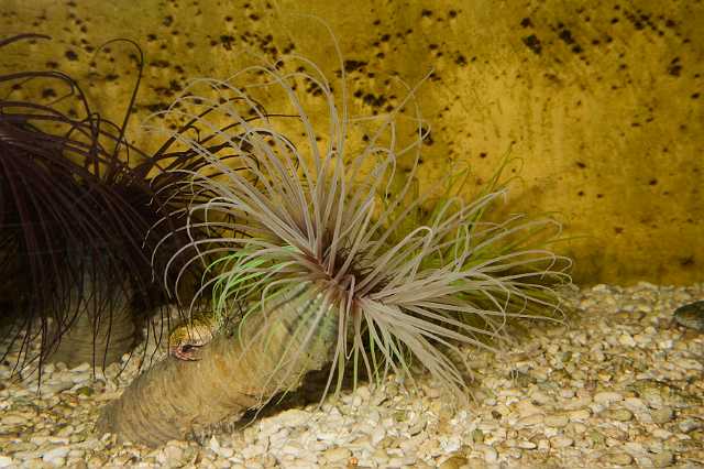 FH_091219_10670.jpg - Cerianthus membranaceus - Cilinderroos