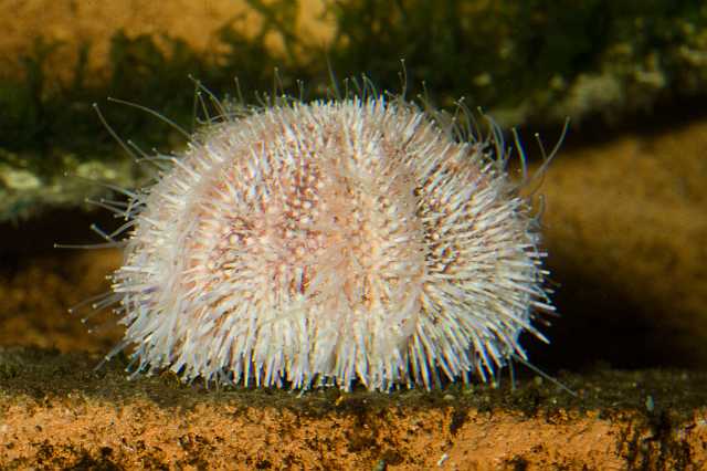 FH_091014_9590.jpg - Echinus esculentus (Zee-egel)