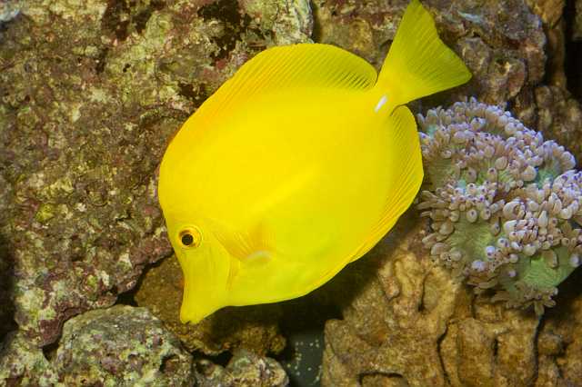 FH_091014_9695.jpg - Zebrasoma flavescens - Gele doktersvis