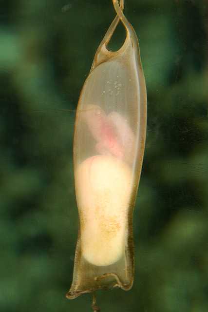 FH_091219_10663.jpg - Scyliorhinus canicula - hondshaai - eieren