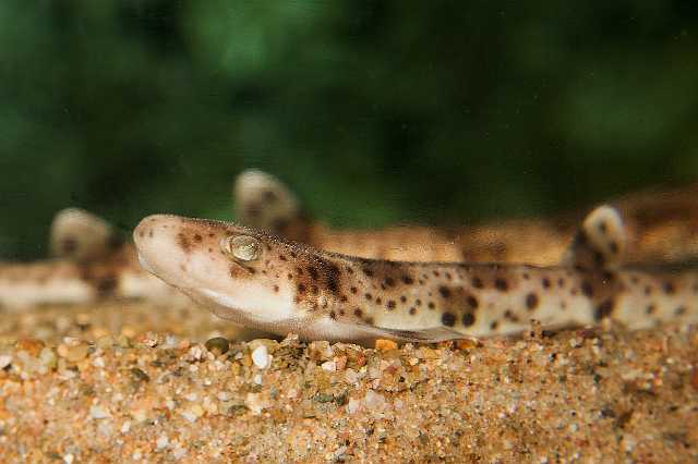 FH_091219_10666.jpg - Scyliorhinus canicula - hondshaai - juvenil